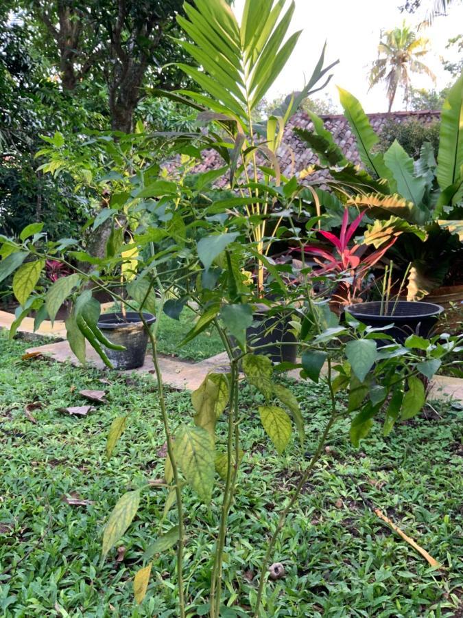 Lali Villa & Fruit Garden Galle Bagian luar foto