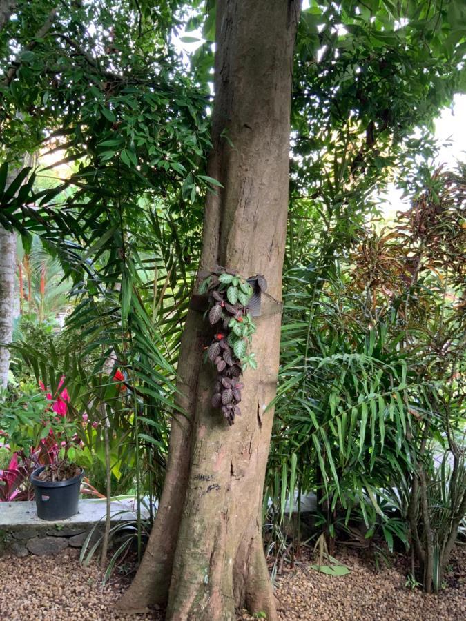Lali Villa & Fruit Garden Galle Bagian luar foto